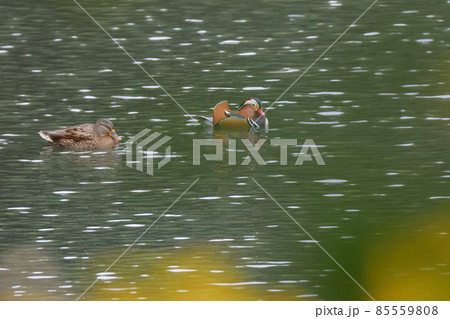 オシドリ 85559808