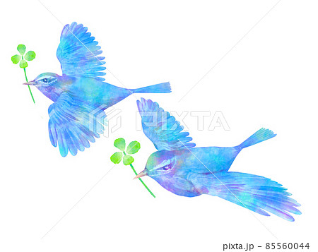 鳥と四つ葉のクローバー　水彩画風　手書き風　青い鳥 85560044