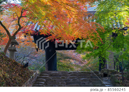 【福岡県】秋月城の紅葉 【福岡県】秋月城の紅葉 85560245