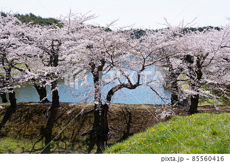 五稜郭公園の桜 85560416