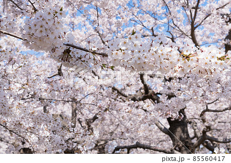 五稜郭公園の桜 五稜郭公園の桜 85560417