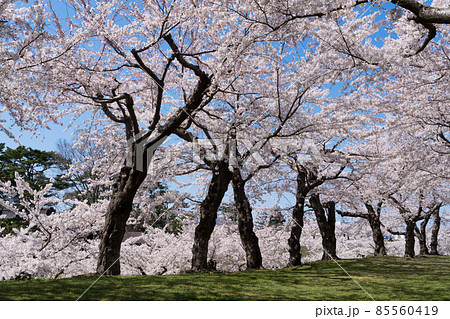 五稜郭公園の桜 85560419