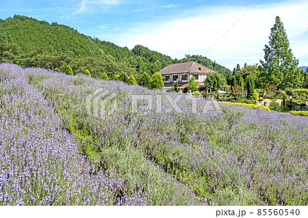 草原の丘　爽やかな夏のイメージ　（蒜山高原） 85560540
