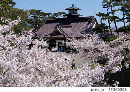 五稜郭公園の桜と箱館奉行所 85560598