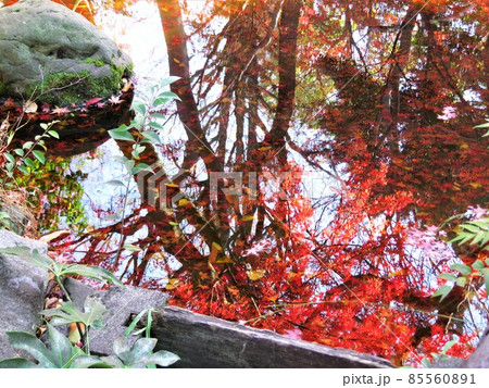 東京都大田区蘇峰公園 水面に映る紅葉 東京都大田区蘇峰公園 水面に映る紅葉 85560891