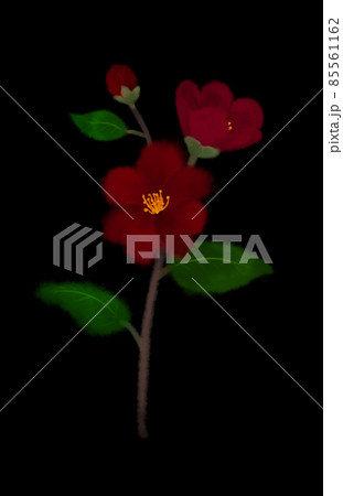 椿のデジタル水彩画 85561162