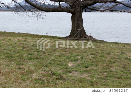 鳥取　四季の散歩　春　青島　 85561217