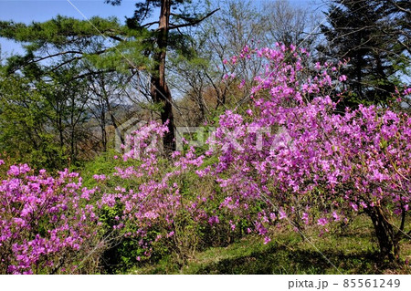 ミツバツツジと早春の雑木林 【相模原市津久井 4月】 ミツバツツジと早春の雑木林 【相模原市津久井 4月】 85561249