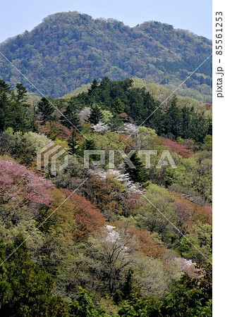 雑木林の芽吹きの頃 【相模原市津久井 4月】 雑木林の芽吹きの頃 【相模原市津久井 4月】 85561253