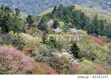 中野山の芽吹き 【相模原市津久井 4月】 中野山の芽吹き 【相模原市津久井 4月】 85561255