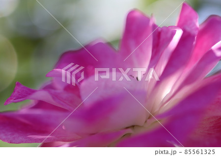 ピンクのバラの花びら ピンクのバラの花びら 85561325