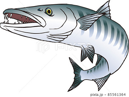 オニカマス オニカマス 85561364