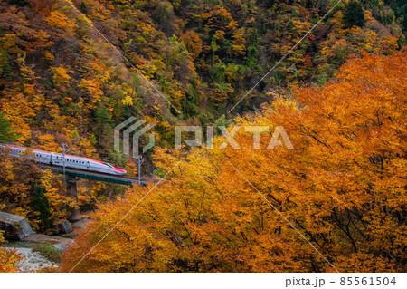 秋田の紅葉を走り抜けるE6系秋田新幹線 85561504
