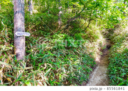 日向山登山：登山道 85561841