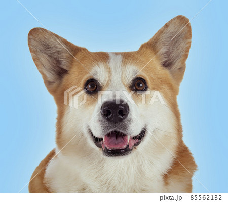 Pembroke Welsh Corgi Pembroke Welsh Corgi 85562132