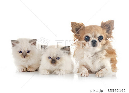 birman kitten and chihuahua birman kitten and chihuahua 85562142