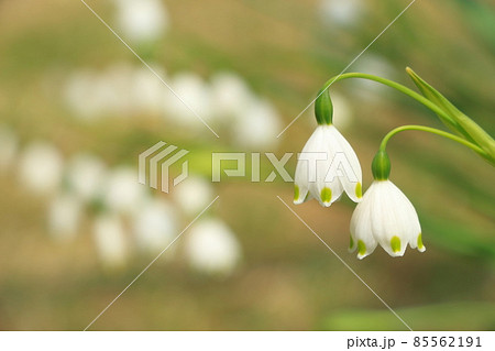 鈴蘭水仙の花 鈴蘭水仙の花 85562191