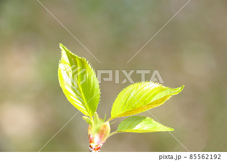新緑・桜の葉 新緑・桜の葉 85562192
