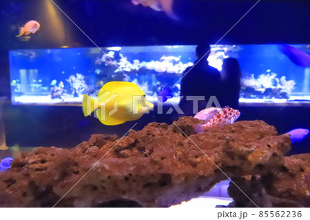 すみだ水族館 サンゴ礁の水槽 すみだ水族館 サンゴ礁の水槽 85562236