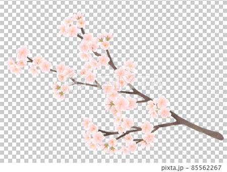 A branch of cherry blossoms watercolor painting - Stock Illustration ...