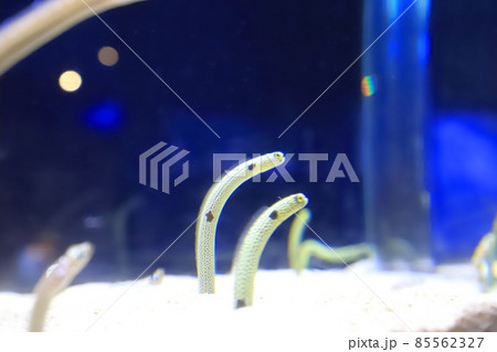 すみだ水族館　チンアナゴの水槽 85562327