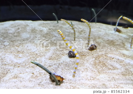 すみだ水族館　チンアナゴの水槽 85562334