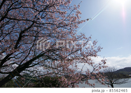 鳥取　四季の散歩　春　青島　 85562465