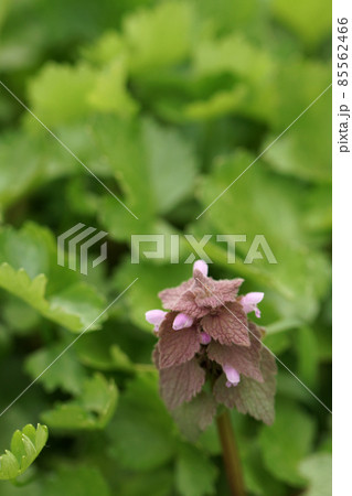 鳥取　四季の散歩　春　青島　 85562466