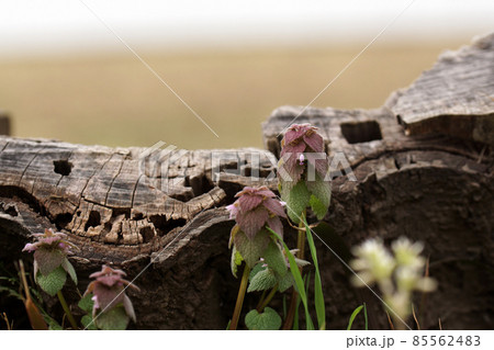 鳥取 四季の散歩 春 青島 鳥取 四季の散歩 春 青島 85562483