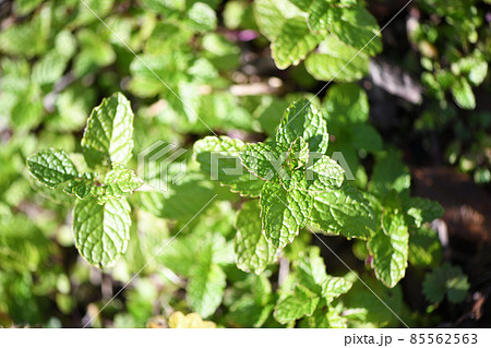 早春のアップルミント 85562563
