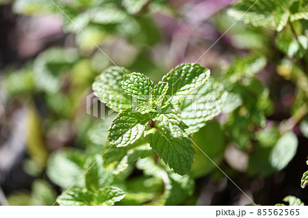 早春のアップルミント 85562565