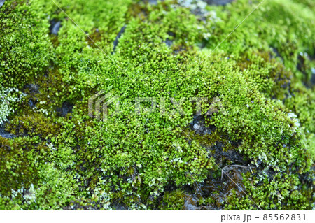 早春のコケ（苔） 85562831