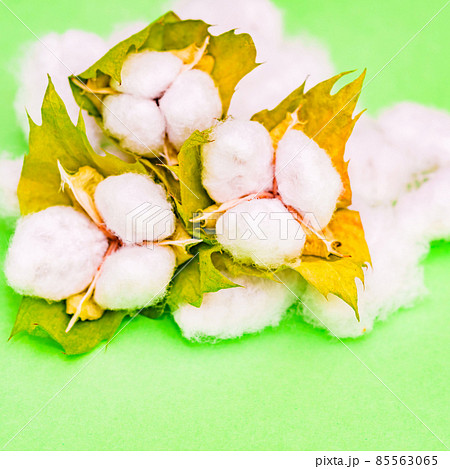 綿花　綿　収穫　【 コットン の イメージ 】 85563065