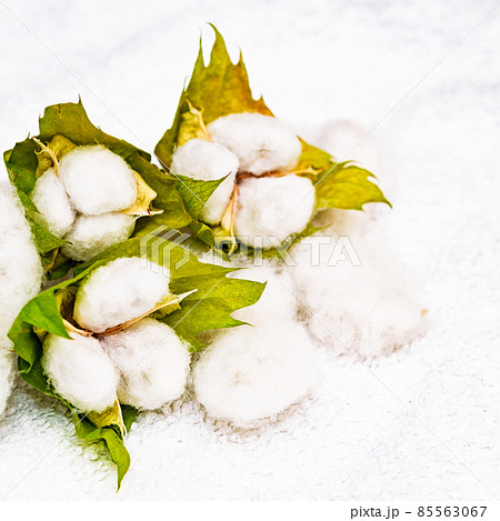綿花　綿　収穫　【 コットン の イメージ 】 85563067