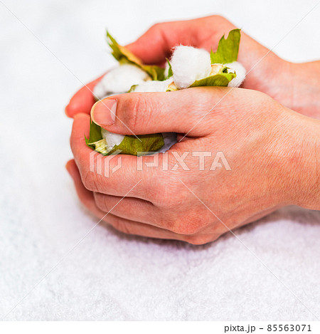 綿花 綿 収穫 【 コットン の イメージ 】 綿花 綿 収穫 【 コットン の イメージ 】 85563071