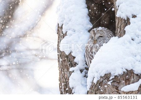 雪の日に樹洞でたたずむエゾフクロウ 85563131