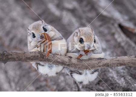 木の枝で食事中のエゾモモンガの夫婦 木の枝で食事中のエゾモモンガの夫婦 85563312