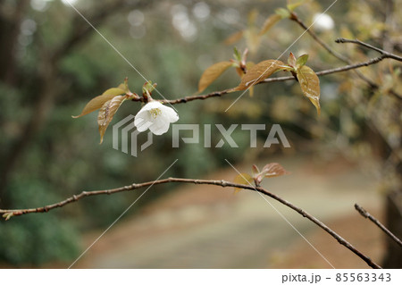鳥取　四季の散歩　春　青島　 85563343