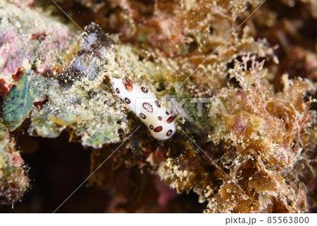 石垣島のブチウミウシ その③ 石垣島のブチウミウシ その③ 85563800