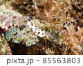 石垣島のブチウミウシ　その⑥ 85563803