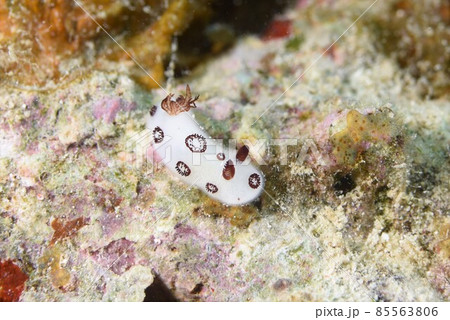 石垣島のブチウミウシ　その⑨ 85563806