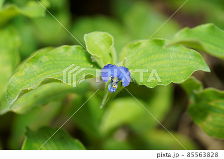 Close up Dayflower, Tropical spiderwort, Wondering jew flower with blur green leaves background. Close up Dayflower, Tropical spiderwort, Wondering jew flower with blur green leaves background. 85563828