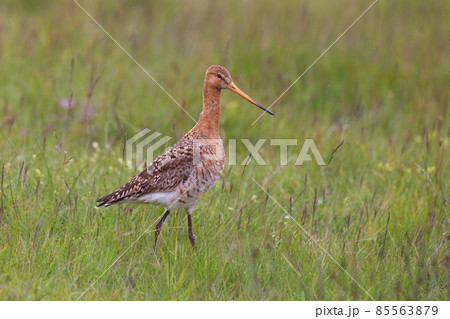 Tall black-tailed godwit walking on meadow in Iceland, Tall black-tailed godwit walking on meadow in Iceland, 85563879