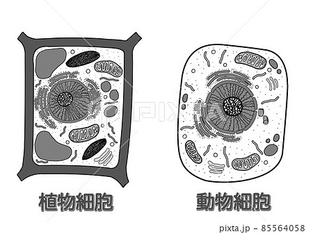 植物細胞と動物細胞 Mono 名称有りのイラスト素材