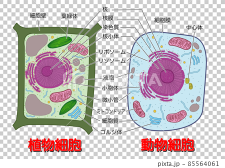 Plant cells and animal cells _ each part has a... - Stock Illustration  [85564061] - PIXTA