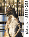 カンガルー 85564258