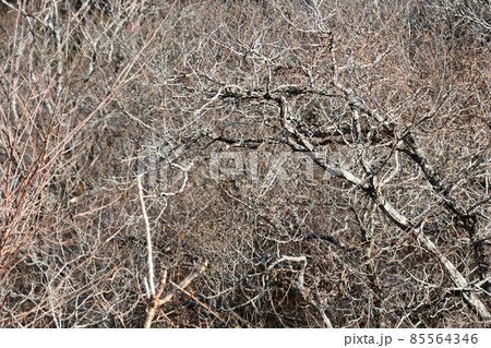 冬枯れの木 85564346