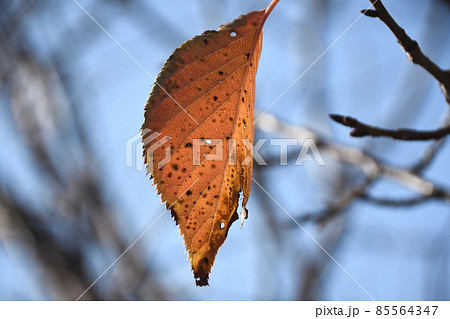 落ちずに残った一枚の紅葉 85564347