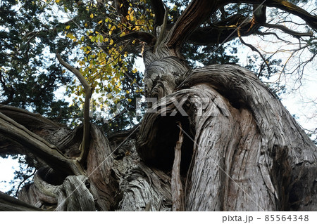 ビャクシンの木 85564348