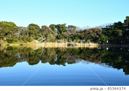 大瀬崎の神池 大瀬崎の神池 85564374